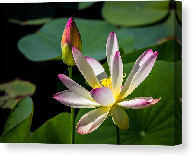 Flowers Canvas Print featuring the photograph Water Lily #9 by Dennis Goodman Photography