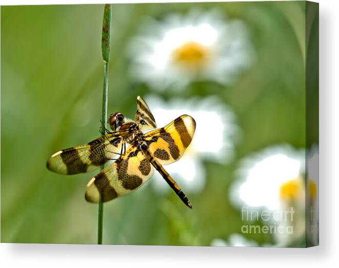 Halloween Pennant Dragonfly Canvas Print featuring the photograph A Dragonfly's Life by Cheryl Baxter