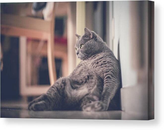 Pets Canvas Print featuring the photograph A fat cat leaning against wall by Olivia ZZ