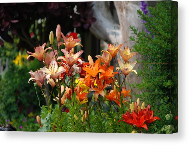 Lillies Canvas Print featuring the photograph A Garden of Lillys for Susan by Kathy Paynter