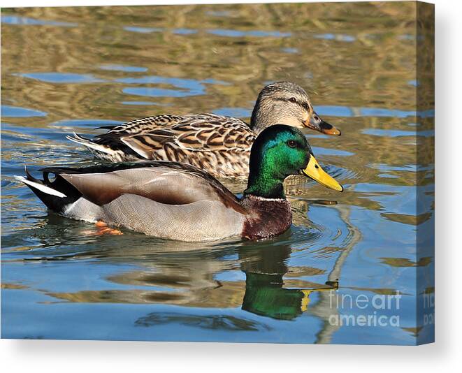 Birds Canvas Print featuring the photograph A Handsome Pair by Kathy Baccari