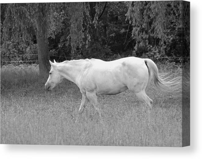 Photograph Canvas Print featuring the photograph A Horse Named Sprite - Black and White by Suzanne Gaff