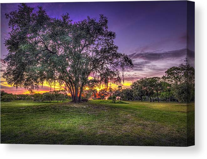 Oak Canvas Print featuring the photograph A Look Back by Marvin Spates