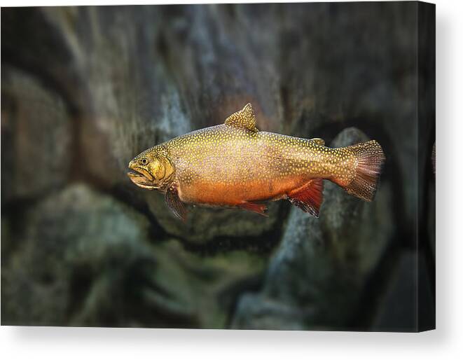 Trout Canvas Print featuring the photograph A Nice Brookie by Gordon Ripley