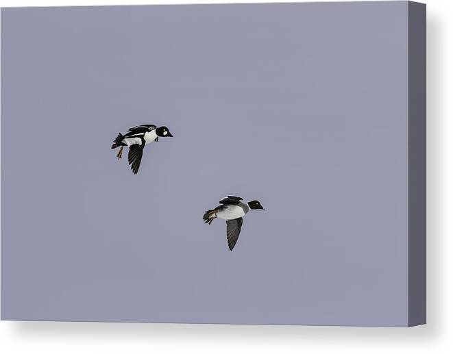 Goldeneye Ducks Canvas Print featuring the photograph A Pair Of Goldeneyes In Flight by Thomas Young