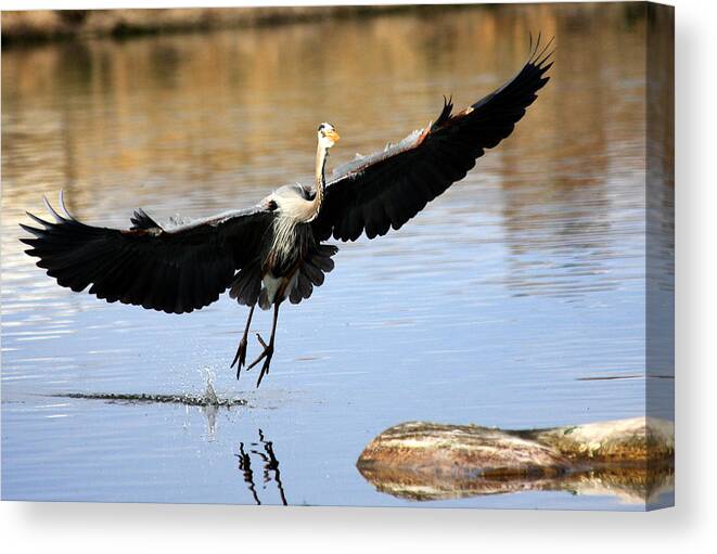 Great Blue Heron Canvas Print featuring the photograph A Perfect Landing by Shane Bechler