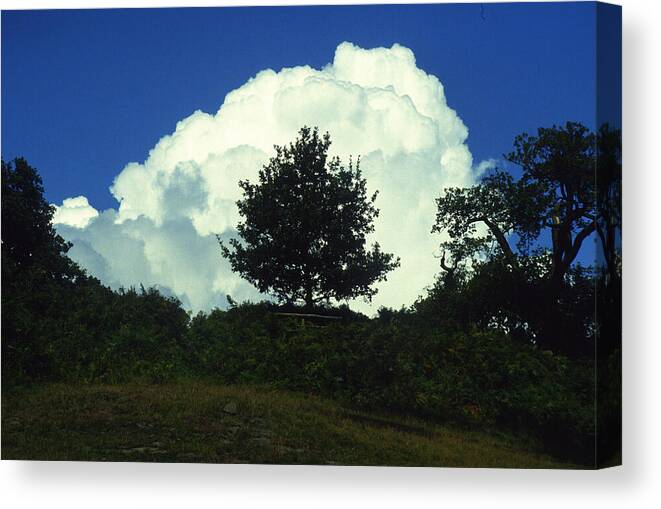 Tree Canvas Print featuring the photograph A Tree in a Cloud by Gordon James