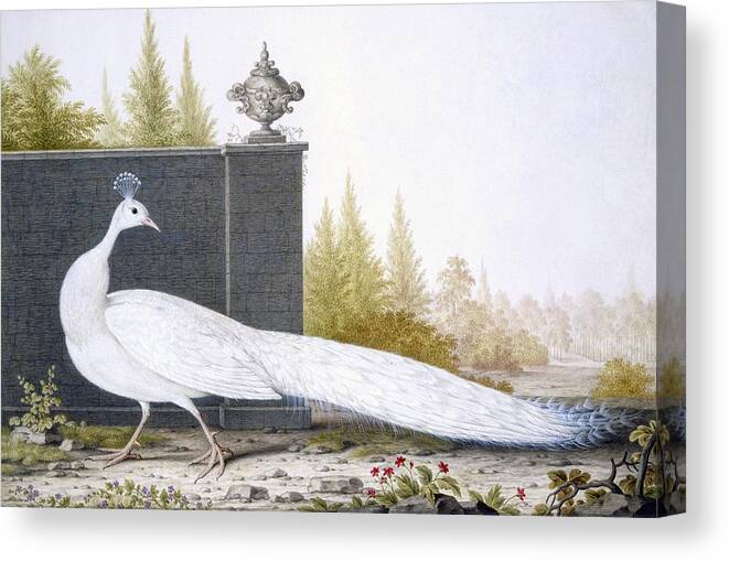 Peacock Canvas Print featuring the painting A White Peahen by English School