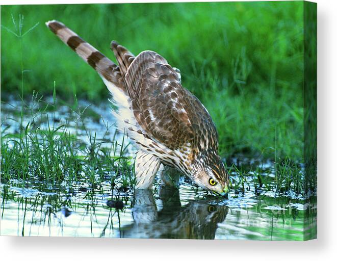 Cooper's Hawk Canvas Print featuring the photograph A Wild Juvenile Cooper's Hawk Drinks from a Pond by Dave Welling