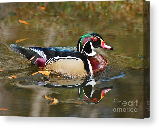 Duck Canvas Print featuring the photograph A Wood Duck And His Reflection by Kathy Baccari
