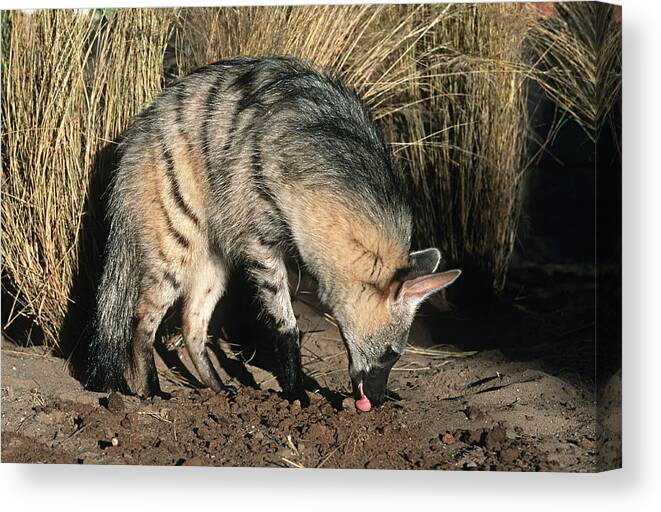 Mud Canvas Print featuring the photograph Aardwolf (Proteles cristatus) hunting, side view, Africa by Martin Harvey