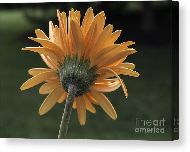 Daisy Canvas Print featuring the photograph About Face by Arlene Carmel
