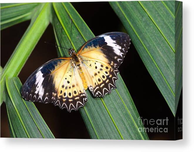 Leopard Lacewing Canvas Print featuring the photograph Butterfly on Leaves by Tamara Becker