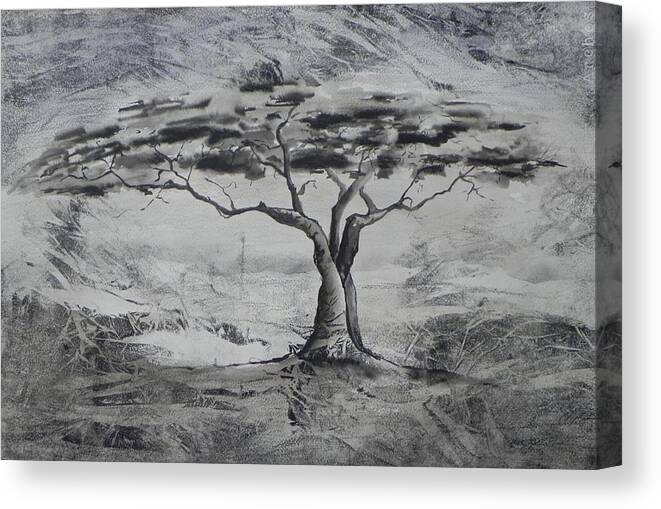 Tree Canvas Print featuring the painting Acasia by Ilona Petzer