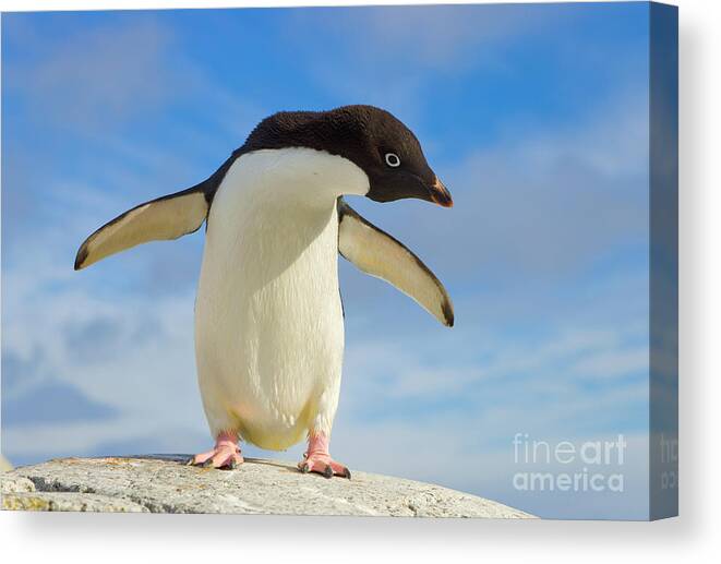 00345623 Canvas Print featuring the photograph Adelie Penguin Flapping Wings #1 by Yva Momatiuk John Eastcott