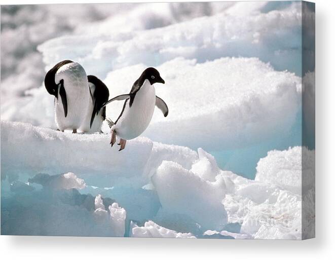 Adelie Penguin Canvas Print featuring the photograph Adelie Penguins by Art Wolfe