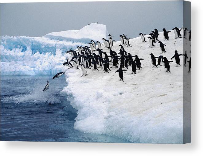 Feb0514 Canvas Print featuring the photograph Adelie Penguins Leaping Fro Iceberg by Colin Monteath