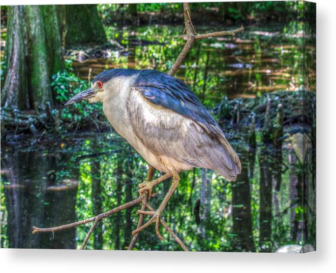 Adult Canvas Print featuring the photograph Adult Nycticorax Nycticorax by Traveler's Pics