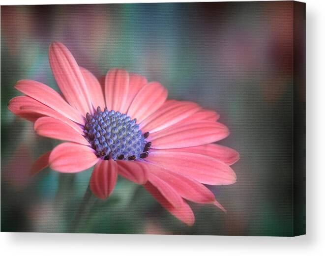 Daisy Canvas Print featuring the photograph African Daisy by David and Carol Kelly