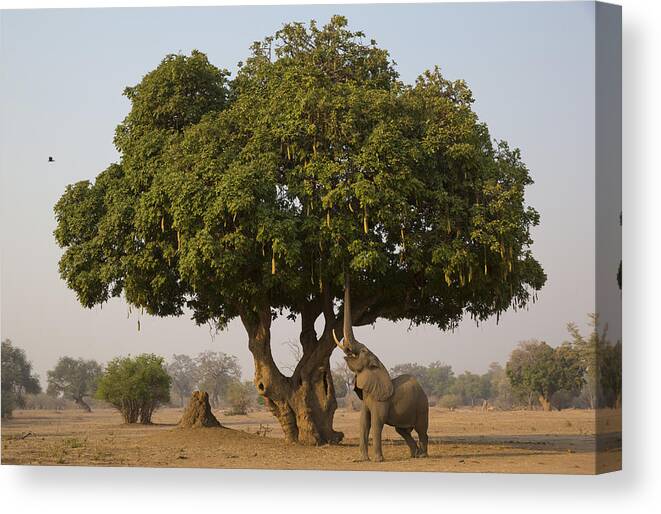 Nis Canvas Print featuring the photograph African Elephant Bull Browsing by Jez Bennett
