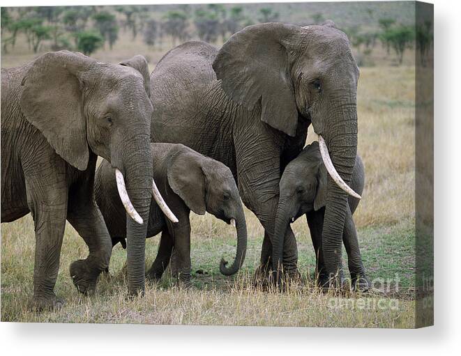 00344769 Canvas Print featuring the photograph African Elephant Females And Calves by Yva Momatiuk and John Eastcott