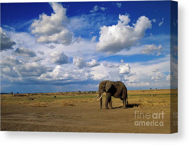 00344759 Canvas Print featuring the photograph African Elephant Walking in Masai Mara by Yva Momatiuk John Eastcott