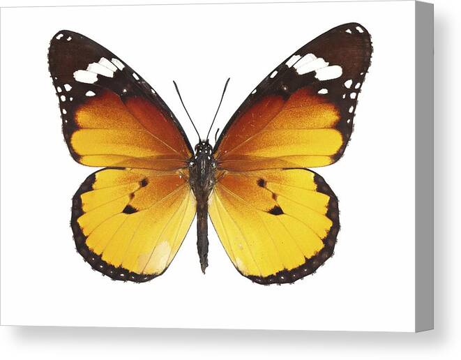 Entomology Canvas Print featuring the photograph African monarch butterfly by Science Photo Library