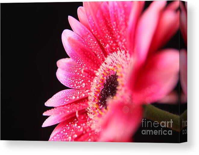 Pink Germini Daisy Canvas Print featuring the photograph After the Rain by Eden Baed