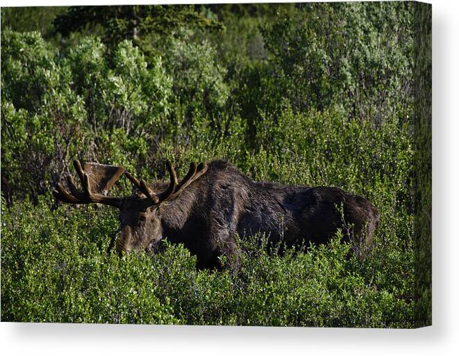 Penny Lisowski Canvas Print featuring the photograph Alaskan Moose II by Penny Lisowski