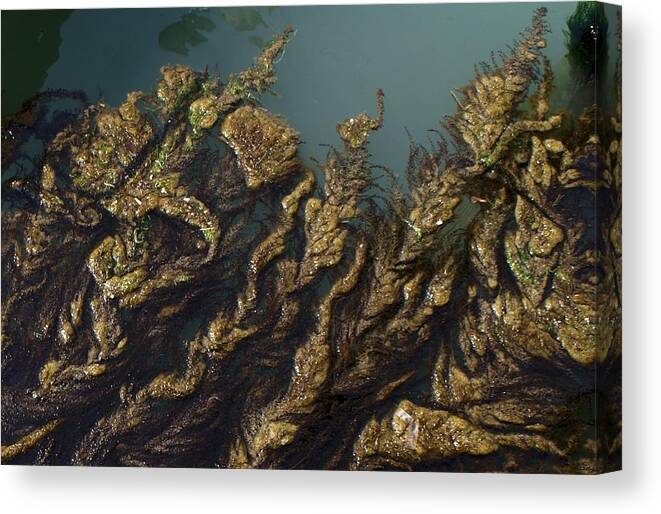 Algae Canvas Print featuring the digital art Algae by Ron Harpham