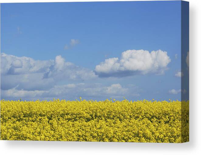 All Canvas Print featuring the photograph All Across The Land 3 by Wendy Wilton