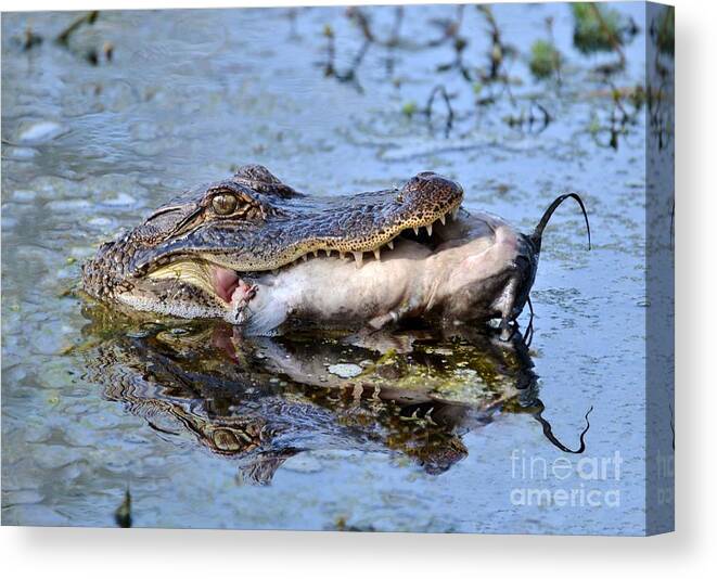 Alligator Canvas Print featuring the photograph Alligator Catches Catfish by Kathy Baccari