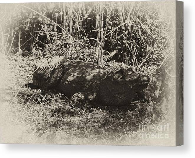 Alligator Canvas Print featuring the photograph Alligator Looking at lunch by Wilma Birdwell