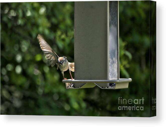 Animals Canvas Print featuring the photograph Almost A Ruff Bird Landing by Thomas Woolworth