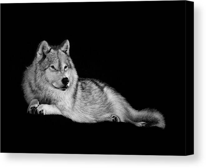 Wolf Canvas Print featuring the drawing Alpha by Stirring Images