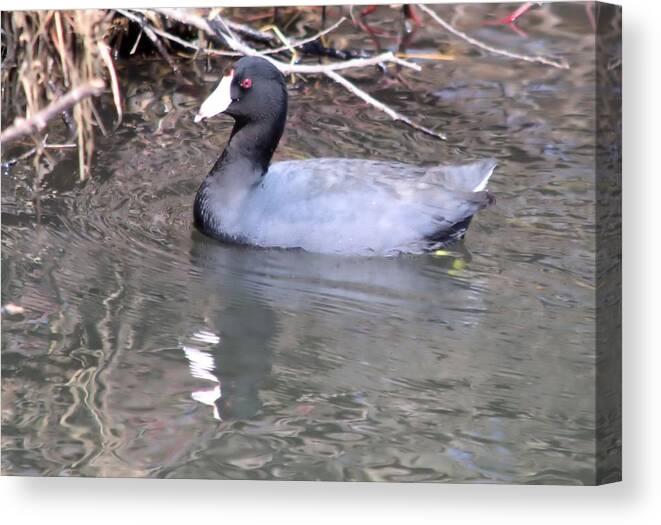 Coot Canvas Print featuring the photograph American Coot by Bonfire Photography