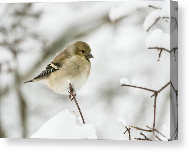 Jan Holden Canvas Print featuring the photograph American Goldfinch Up Close by Holden The Moment