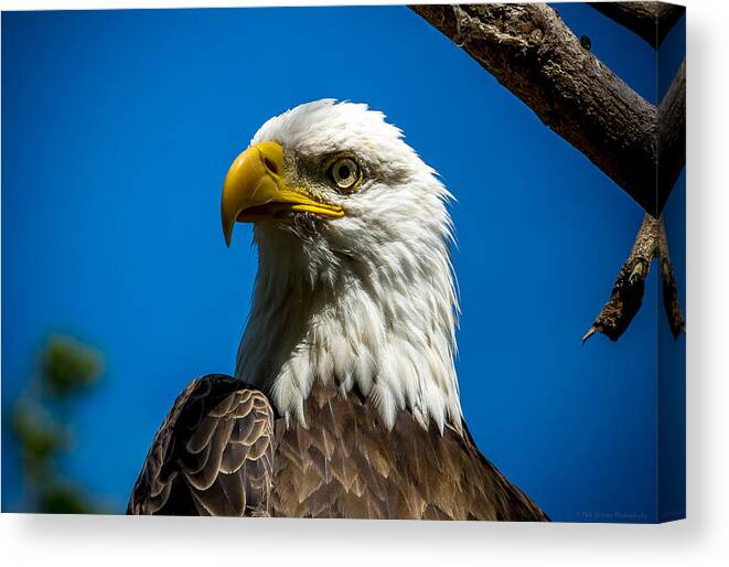 Bald Eagle Canvas Print featuring the photograph American Icon by Phil Abrams