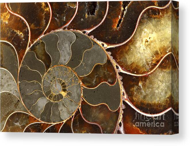 Shell Canvas Print featuring the photograph Ammolite by Elena Elisseeva