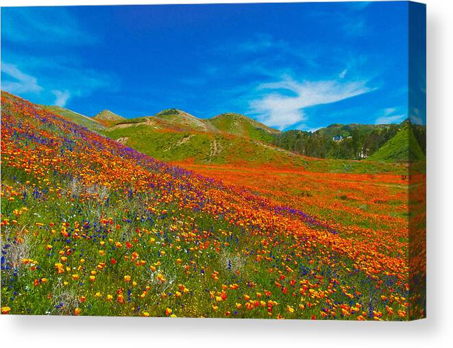 Poppies Canvas Print featuring the photograph An Ocean of Orange by Lynn Bauer