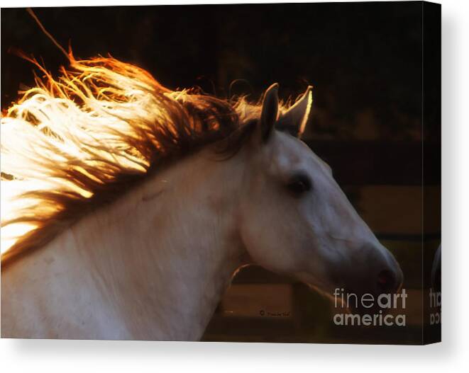 Andalusian Canvas Print featuring the photograph Andalusian Mare Sunset by Francine Hall