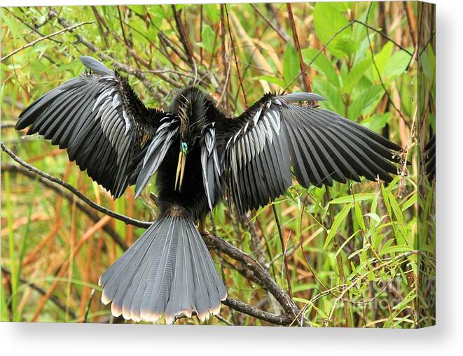Anhinga Canvas Print featuring the photograph Anhinga Back Scratcher by Adam Jewell
