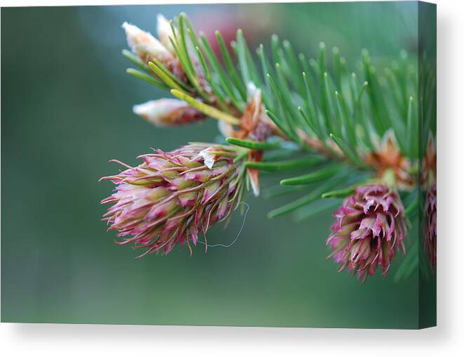 pine Cone Canvas Print featuring the photograph Another Blooming Pine Cone3 by Kathy Paynter