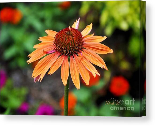 Nava Jo Thompson Canvas Print featuring the photograph Apricot Explosion by Nava Thompson