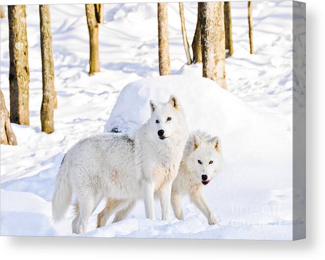 Arctic Wolves Canvas Print featuring the photograph Arctic Wolves by Cheryl Baxter
