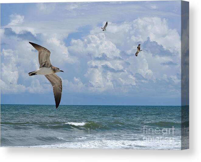 Beach Canvas Print featuring the photograph As Birds Fly by Kathy Baccari