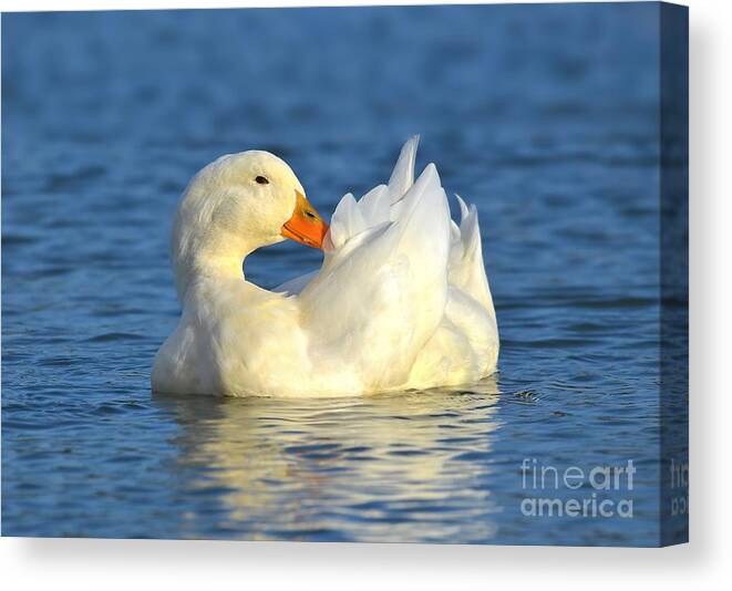 Duck Canvas Print featuring the photograph As White As Snow by Kathy Baccari