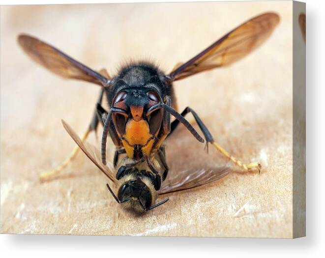 Asian Hornet Canvas Print featuring the photograph Asian Hornet Preying On A Bee by Pascal Goetgheluck/science Photo Library