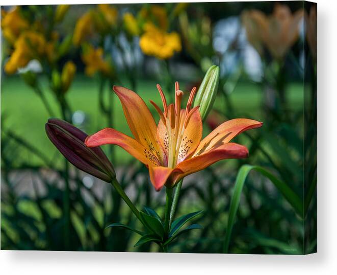 Mark Papke Canvas Print featuring the photograph Asiatic Lily by Mark Papke