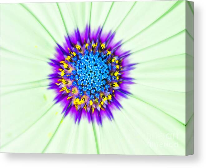 Aster Canvas Print featuring the photograph Aster Number Two by Barry Weiss
